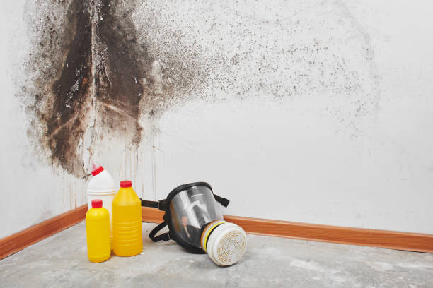 Professional Mold Removal in Bray, OK