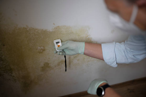 Best Toxic Mold Removal  in Bray, OK