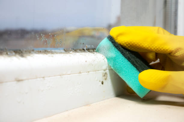 Best Professional Mold Removal  in Bray, OK