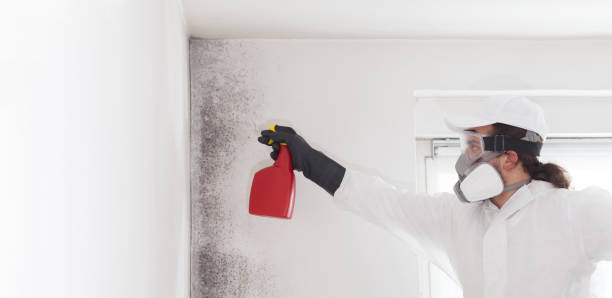 Best Mold Damage Repair  in Bray, OK
