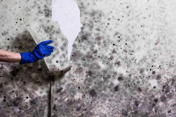 Best Same-Day Mold Removal  in Bray, OK